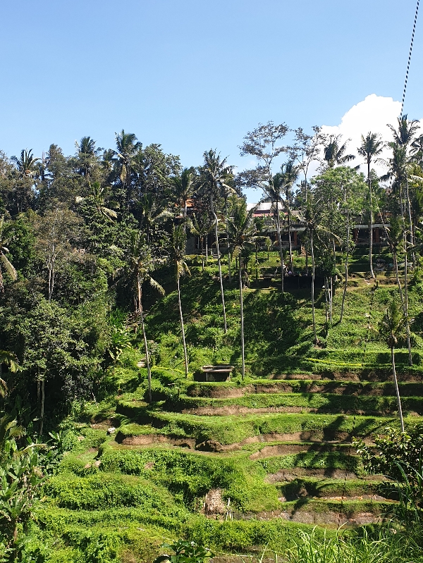 Ubud, le come&nbsp;back…